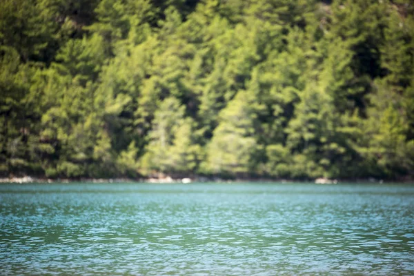 Defocused sea and pine trees on the background. — Stock Photo, Image