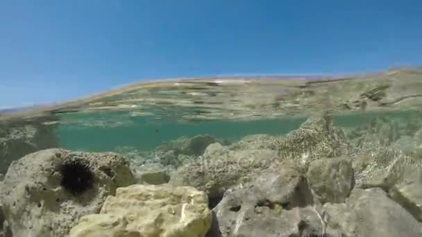 岩の多いビーチから半水中ビュー我々 は岩の上のいくつかのウニを見ると — ストック動画