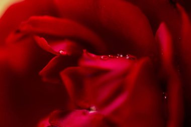 kırmızı, yakın çekim gül