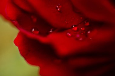 kırmızı, yakın çekim gül