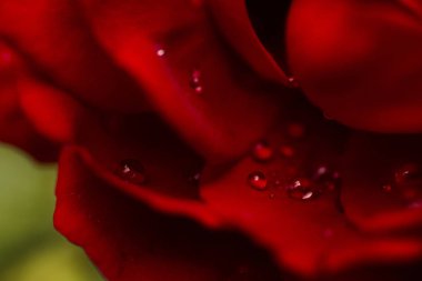 kırmızı, yakın çekim gül