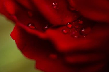 kırmızı, yakın çekim gül