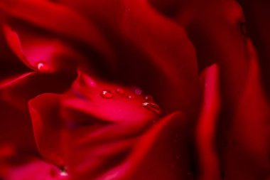 kırmızı, yakın çekim gül