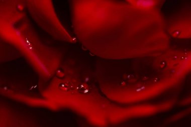 kırmızı, yakın çekim gül