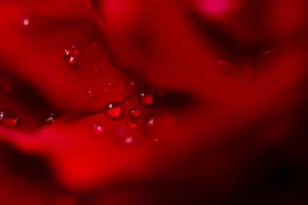 Kırmızı, yakın çekim gül — Stok fotoğraf