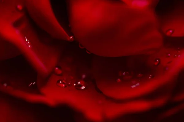 赤いバラのショットを閉じる — ストック写真