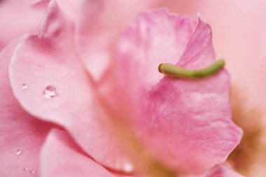 Pembe Gül yakın atış