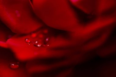 kırmızı, yakın çekim gül