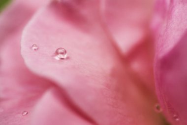 Pembe Gül yakın atış