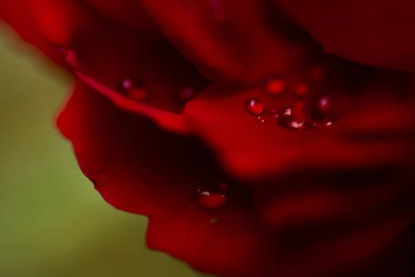 ดอกกุหลาบสีแดงถูกยิง — ภาพถ่ายสต็อก