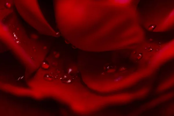 赤いバラのショットを閉じる — ストック写真