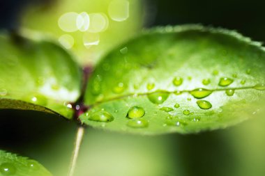 Bazı yeşil yaprakları ile su damlaları