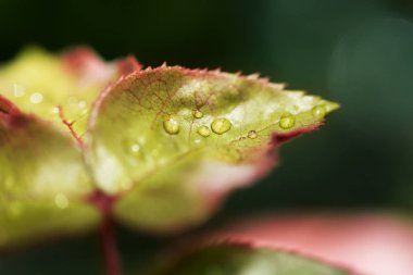 Yaprakları kırmızı damarlar ile.