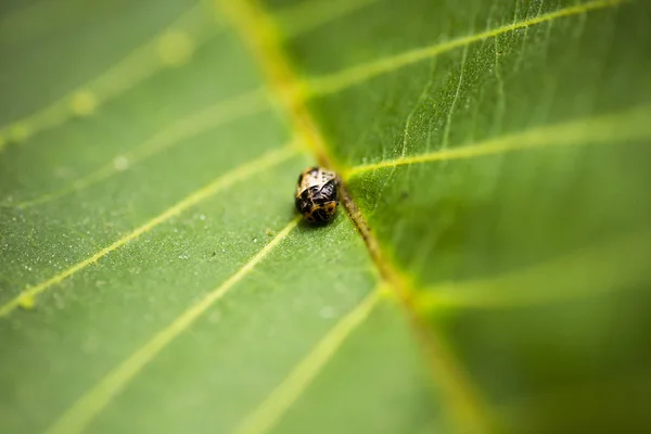 Dead bug on a green leaf. — Stock Photo, Image