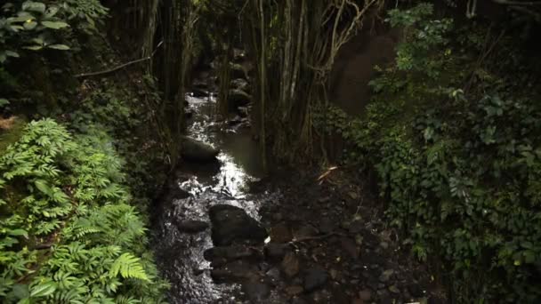 Stream dans la nature et sanctuaire de la forêt de singes sacrés à Ubud Bali Indonésie .