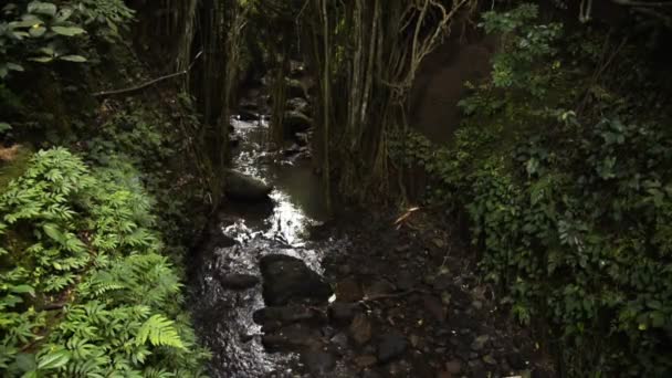 Doğa Kutsal Maymun Orman Sığınak Ubud Bali Endonezya Stream — Stok video