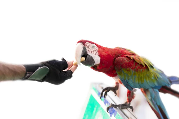 Un homme donne une noix à un perroquet . — Photo