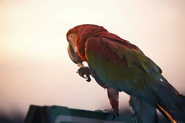 Papagaio está comendo uma noz por si só . — Fotografia de Stock