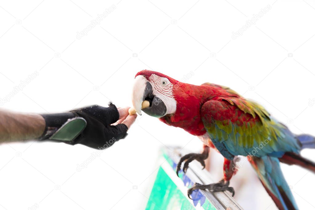 Man giving a nut to a parrot.