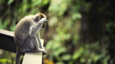 Kutsal maymun orman kutsal Ubud Bali Endonezya maymun
