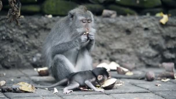 母親と赤ちゃん猿は神聖なモンキー フォレスト サンクチュアリ インドネシア バリ島ウブドで給餌 — ストック動画