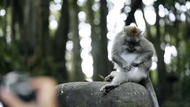 Opice Ubud Posvátné Monkey Forest Sanctuary Navazovat Vlastní Tubičky — Stock video