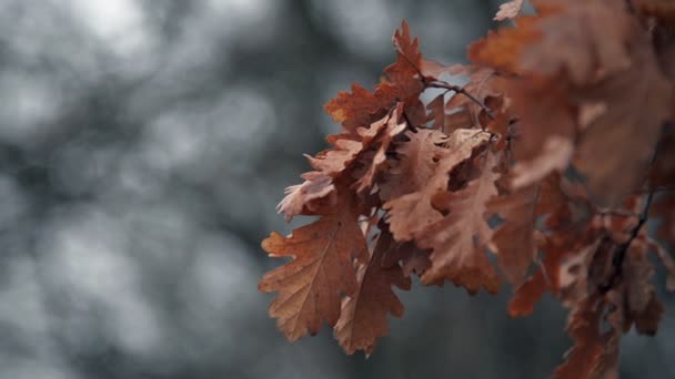 Trockene Rote Blätter Nahaufnahme Filmmaterial Mit Grauen Tönen Bokeh Hintergrund — Stockvideo