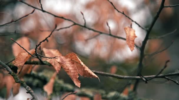 冬の枝の葉を乾燥します — ストック動画