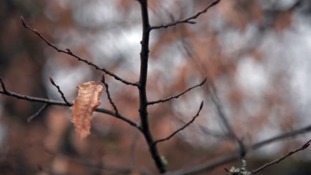 冬季の枝の乾燥葉 — ストック動画