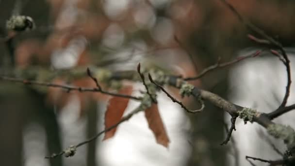 Feuilles sèches et mousse sur les branches en hiver .