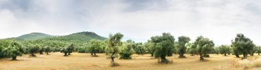 Olive Farm panoramik manzaralı.