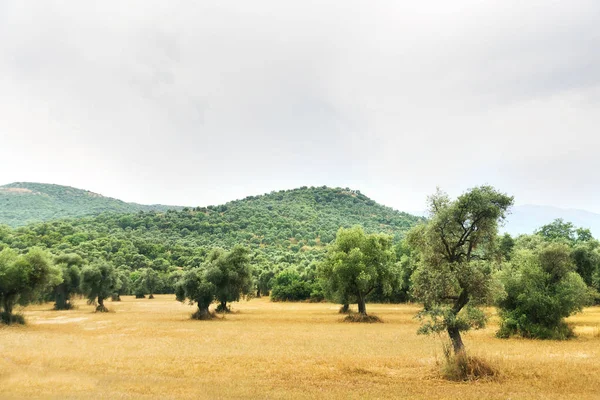 Landschapsmening van Olive Farm. — Stockfoto