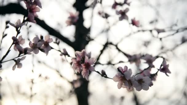 Flores Almendra Ciruela Que Florecen Primavera — Vídeo de stock