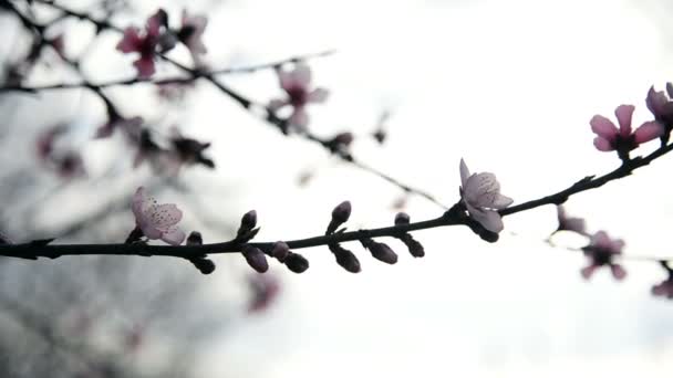 春季开花的杏仁或梅花 — 图库视频影像