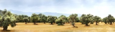 Olive Farm panoramik manzaralı.