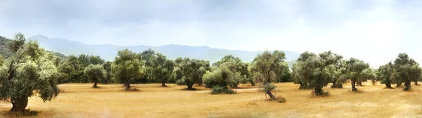 Panoramatický pohled Olive Farm. — Stock fotografie