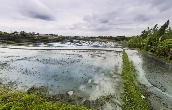 Ris terrasser landskap — Stockfoto