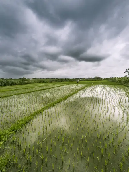 Paisagem de terraços de arroz — Fotografia de Stock