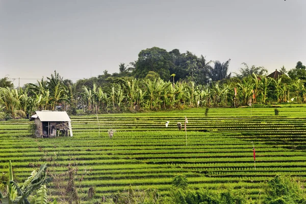 Рисові тераси на острові Балі Індонезія. — стокове фото