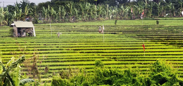 Reisterrassen auf bali indonesien. — Stockfoto