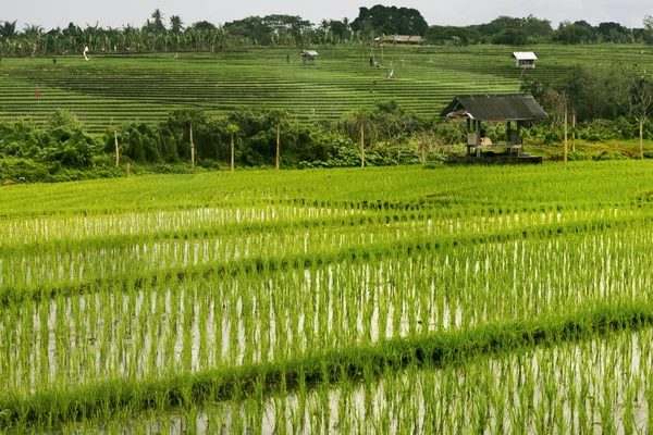 Rice Teraszok a Bali Indonézia. — Stock Fotó