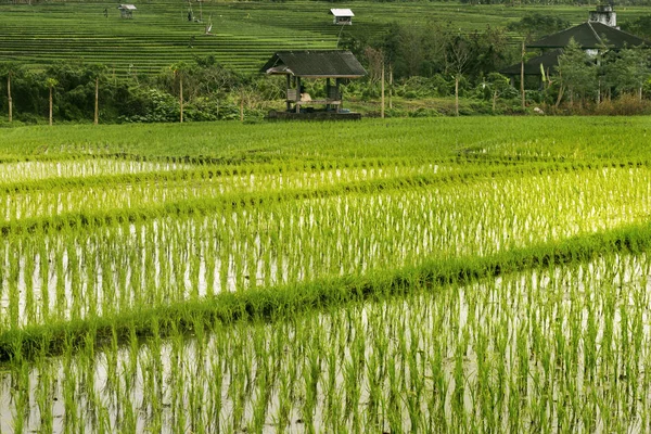 Rice Teraszok a Bali Indonézia. — Stock Fotó