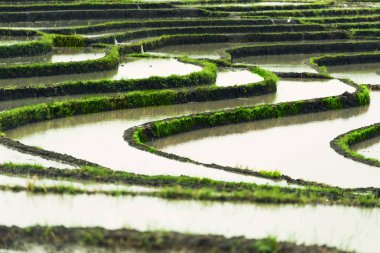 Rice teraslar manzara