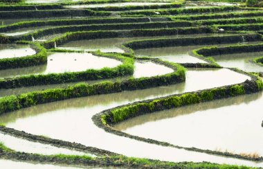 Rice teraslar manzara