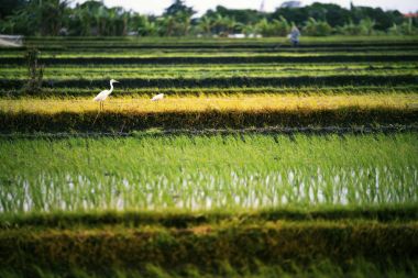 Rice teraslar manzara