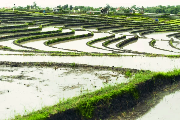 Paisagem de terraços de arroz — Fotografia de Stock