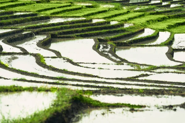 Рисові тераси краєвид — стокове фото