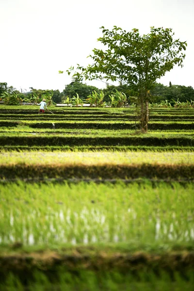 Arroz terrazas paisaje con un agricultor . — Foto de Stock