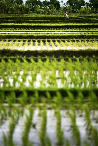 Paisagem de terraços de arroz com um agricultor . — Fotografia de Stock