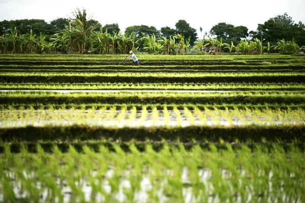 Paisagem de terraços de arroz com um agricultor . — Fotografia de Stock
